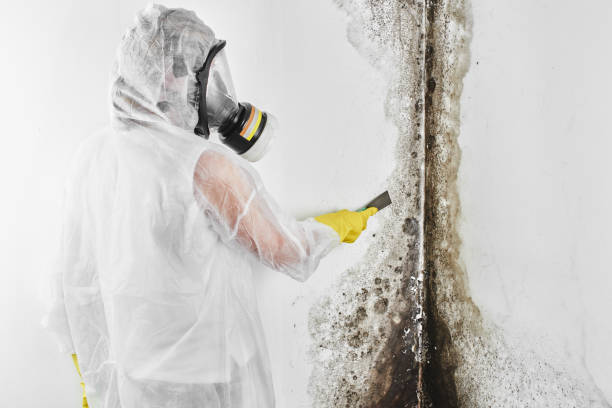 Best Post-Flood Mold Remediation in Solana, FL