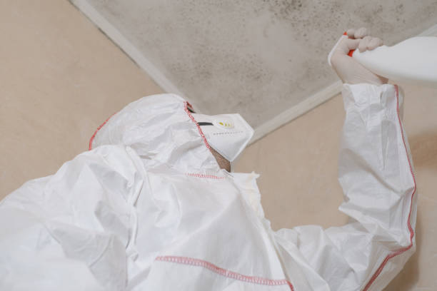 Best HVAC Mold Remediation in Solana, FL